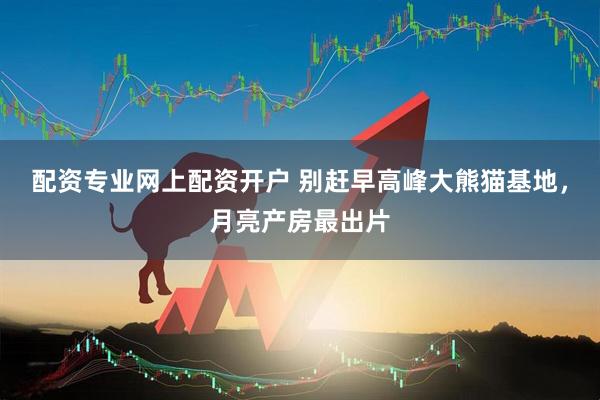 配资专业网上配资开户 别赶早高峰大熊猫基地，月亮产房最出片